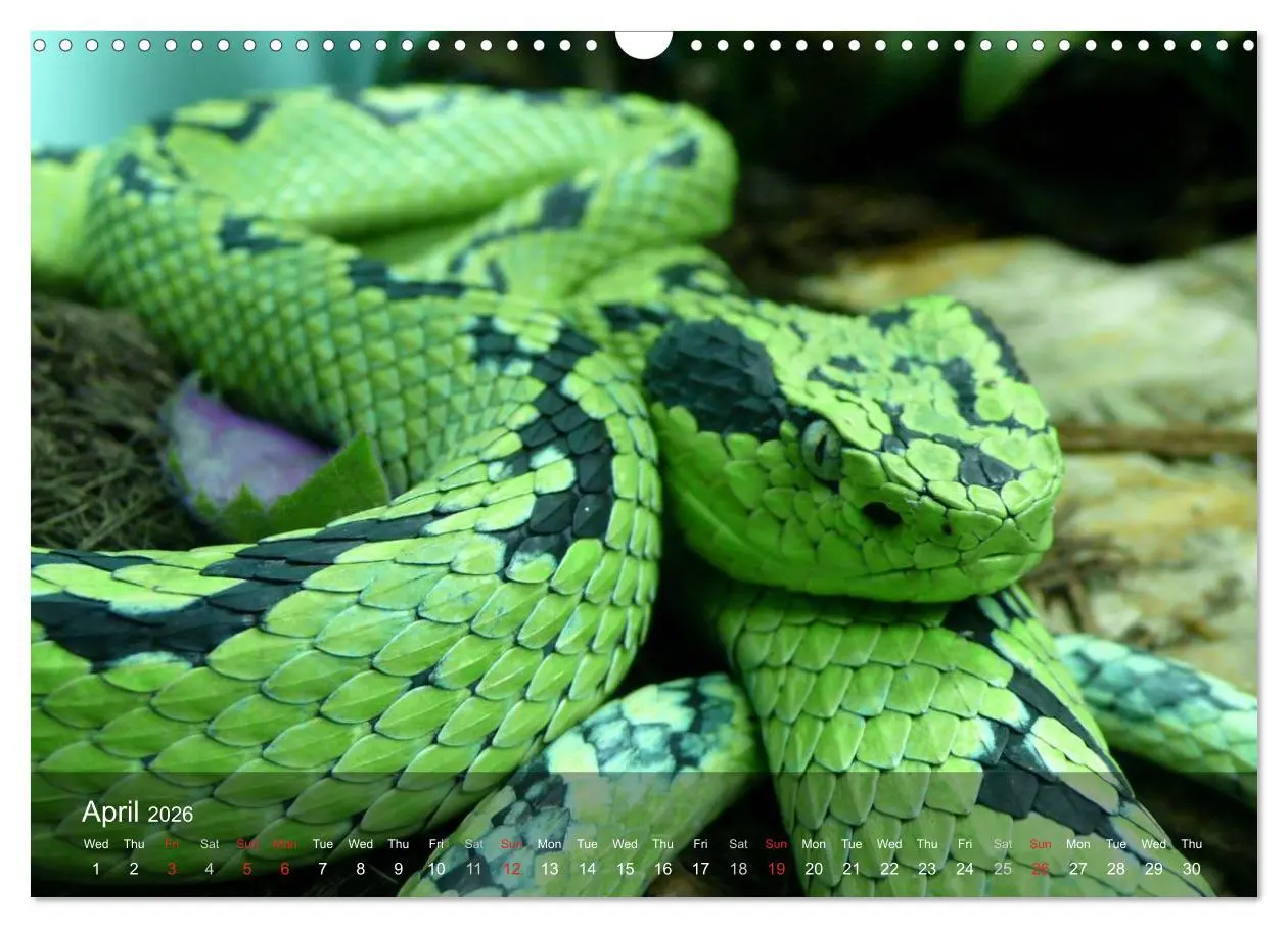 Bild: 9783516575767 | Reptiles Colorful beauties (Wall Calendar 2026 DIN A3 landscape),...