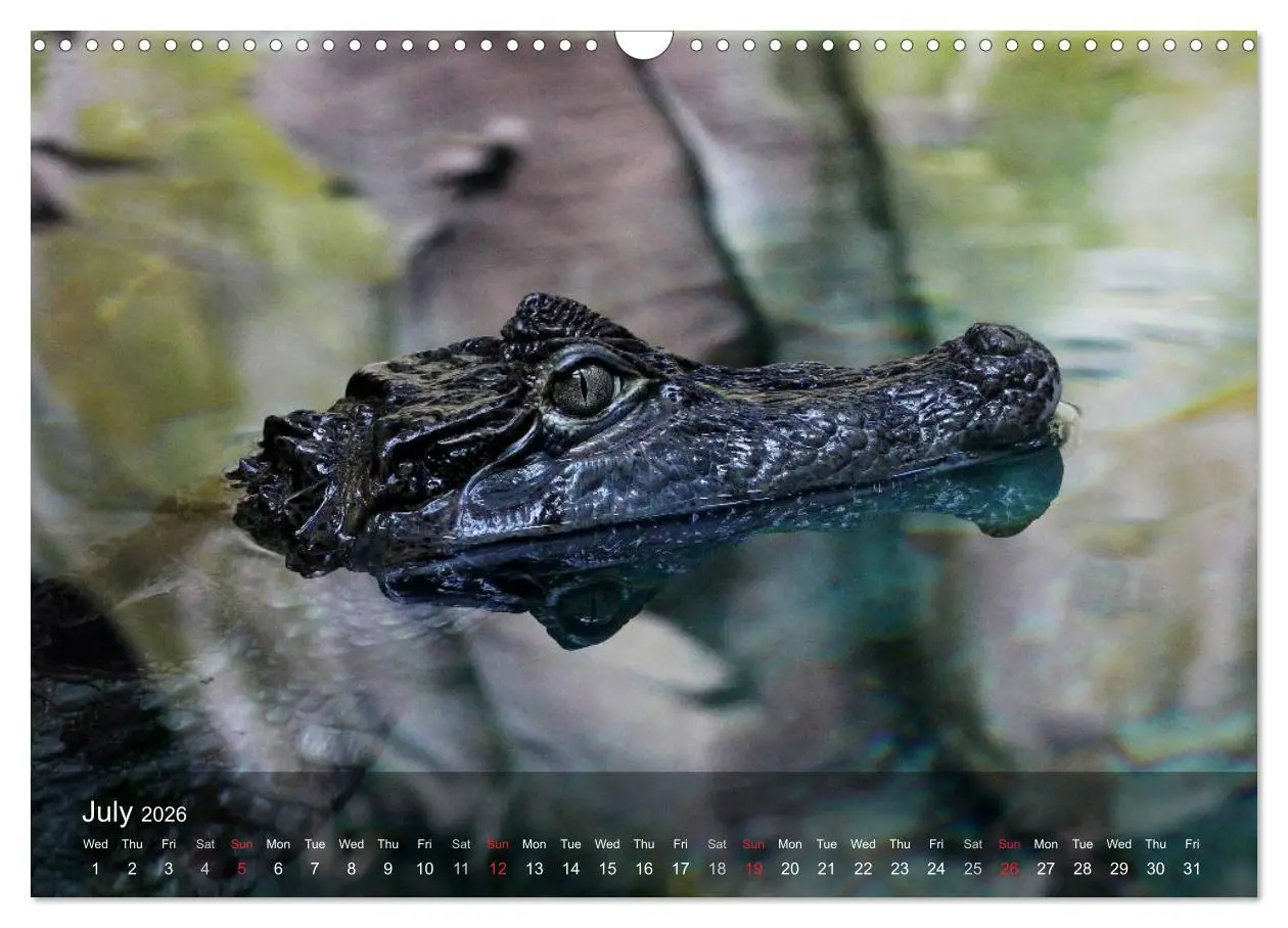 Bild: 9783516575767 | Reptiles Colorful beauties (Wall Calendar 2026 DIN A3 landscape),...