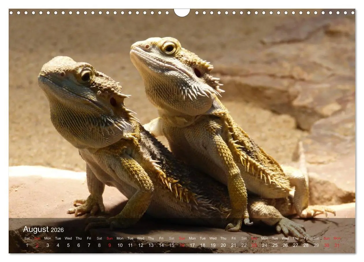 Bild: 9783516575767 | Reptiles Colorful beauties (Wall Calendar 2026 DIN A3 landscape),...