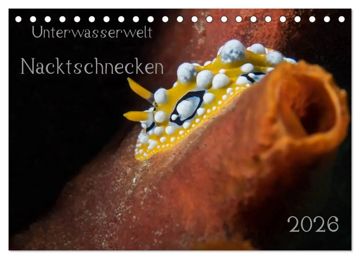 Cover: 9783516015867 | Unterwasserwelt Nacktschnecken (Tischkalender 2026 DIN A5 quer),...