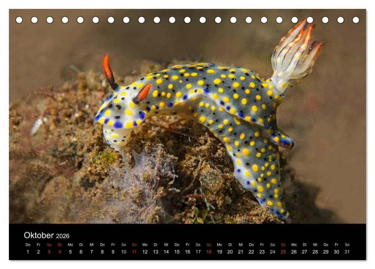 Bild: 9783516015867 | Unterwasserwelt Nacktschnecken (Tischkalender 2026 DIN A5 quer),...