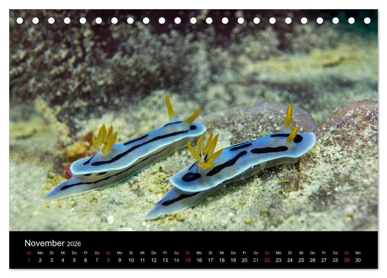 Bild: 9783516015867 | Unterwasserwelt Nacktschnecken (Tischkalender 2026 DIN A5 quer),...