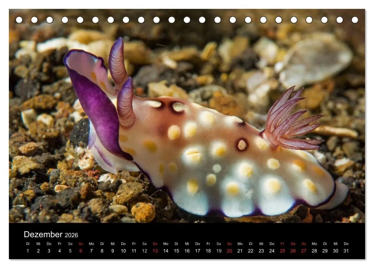 Bild: 9783516015867 | Unterwasserwelt Nacktschnecken (Tischkalender 2026 DIN A5 quer),...