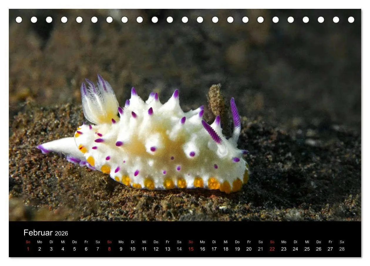 Bild: 9783516015867 | Unterwasserwelt Nacktschnecken (Tischkalender 2026 DIN A5 quer),...