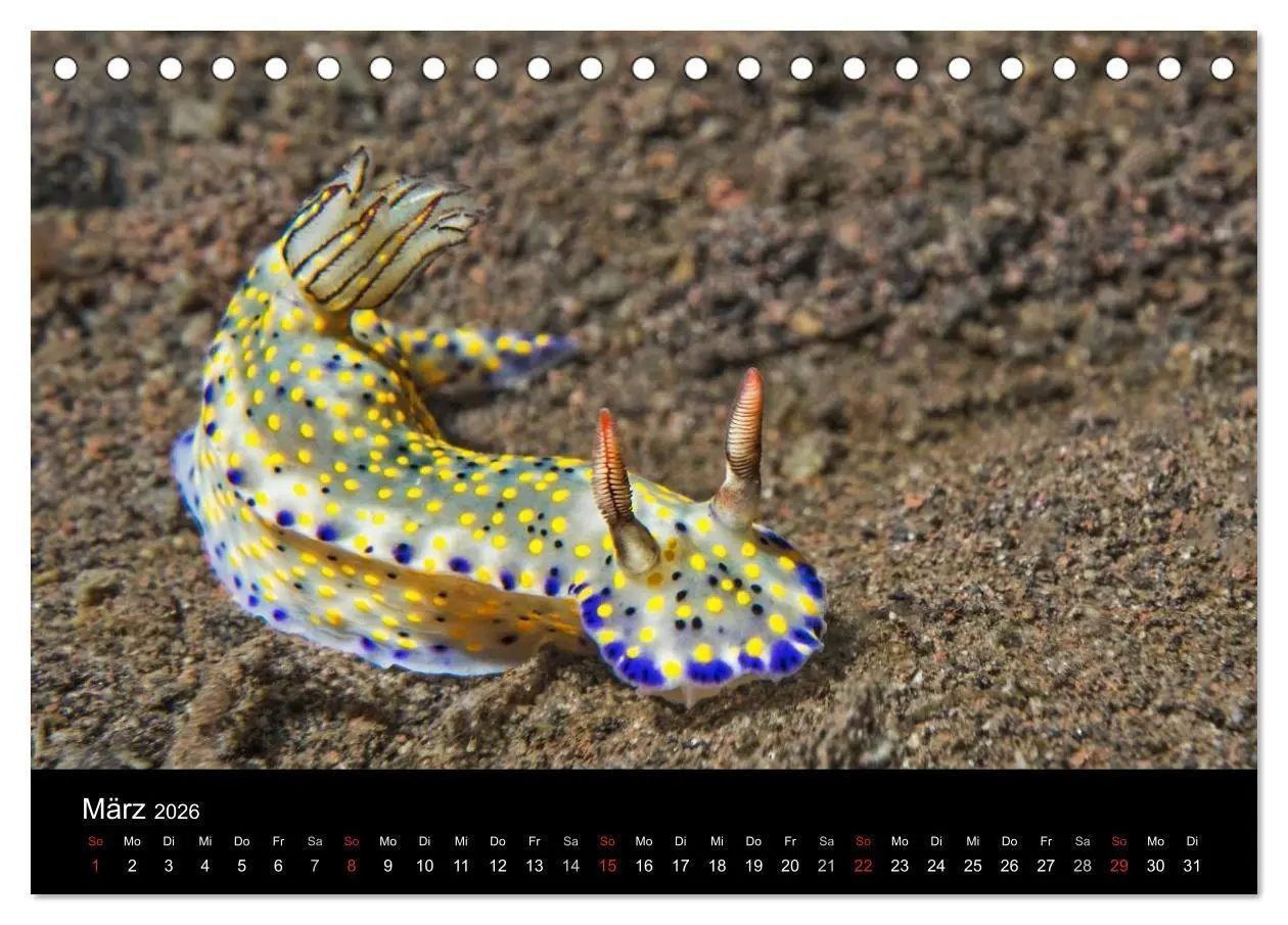 Bild: 9783516015867 | Unterwasserwelt Nacktschnecken (Tischkalender 2026 DIN A5 quer),...
