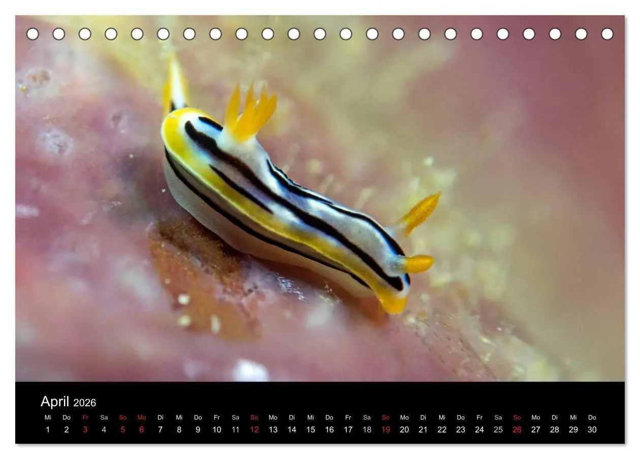 Bild: 9783516015867 | Unterwasserwelt Nacktschnecken (Tischkalender 2026 DIN A5 quer),...