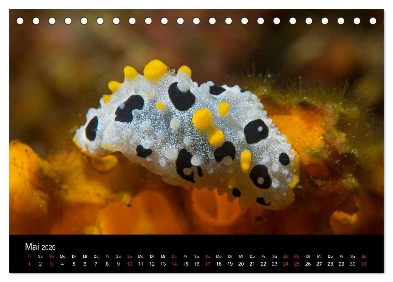 Bild: 9783516015867 | Unterwasserwelt Nacktschnecken (Tischkalender 2026 DIN A5 quer),...