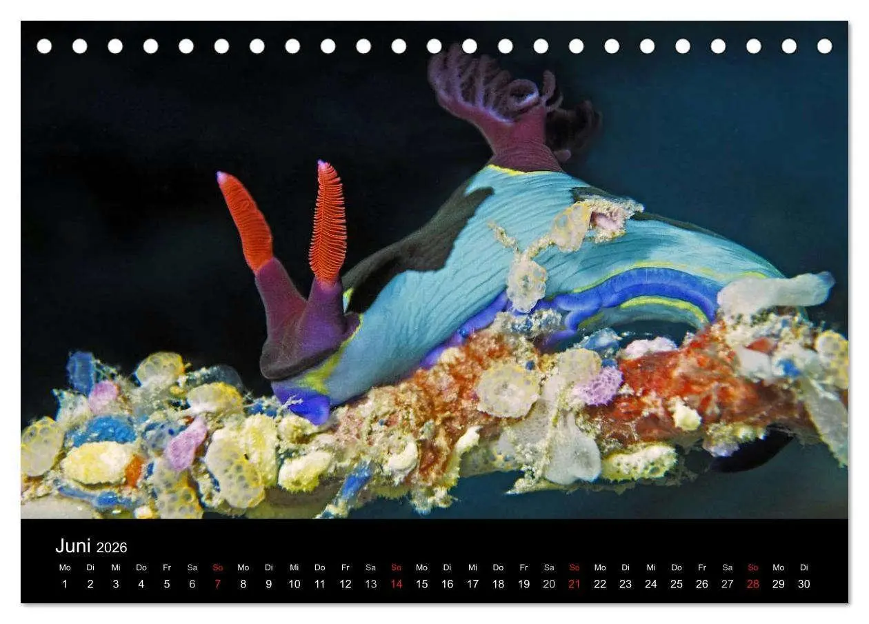 Bild: 9783516015867 | Unterwasserwelt Nacktschnecken (Tischkalender 2026 DIN A5 quer),...