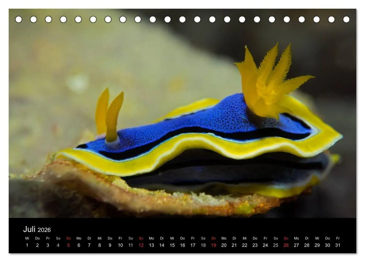 Bild: 9783516015867 | Unterwasserwelt Nacktschnecken (Tischkalender 2026 DIN A5 quer),...