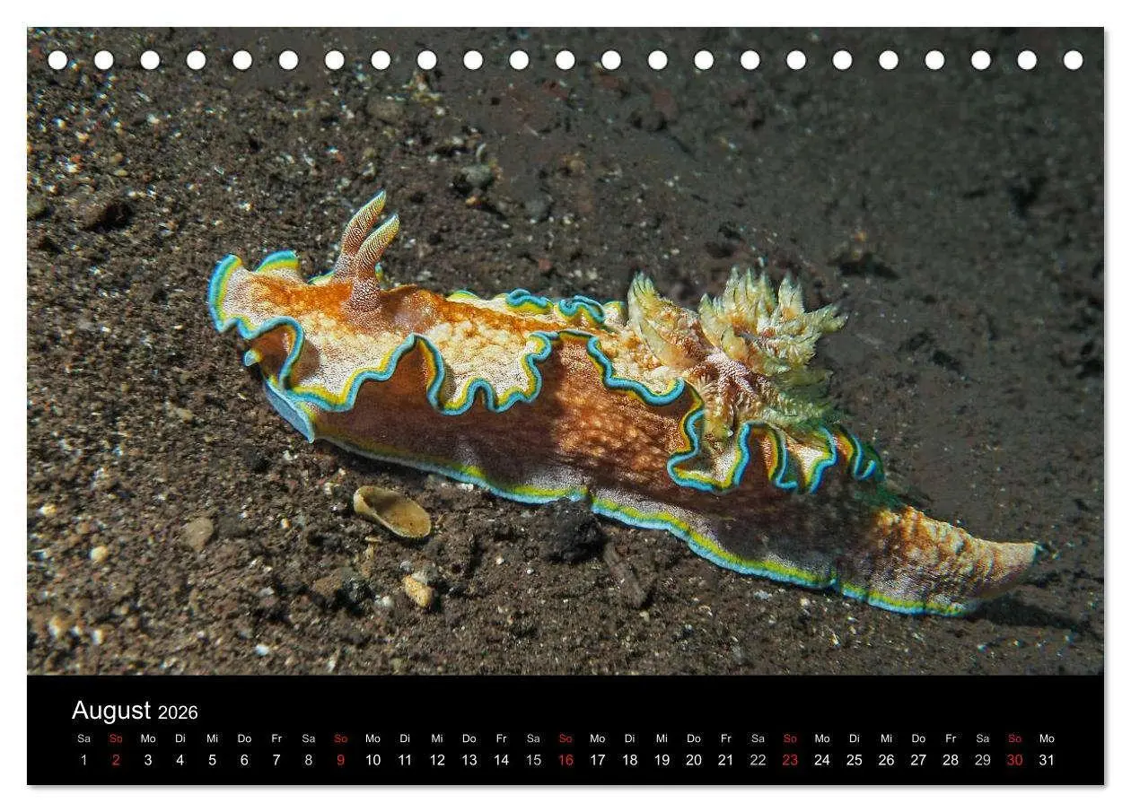 Bild: 9783516015867 | Unterwasserwelt Nacktschnecken (Tischkalender 2026 DIN A5 quer),...
