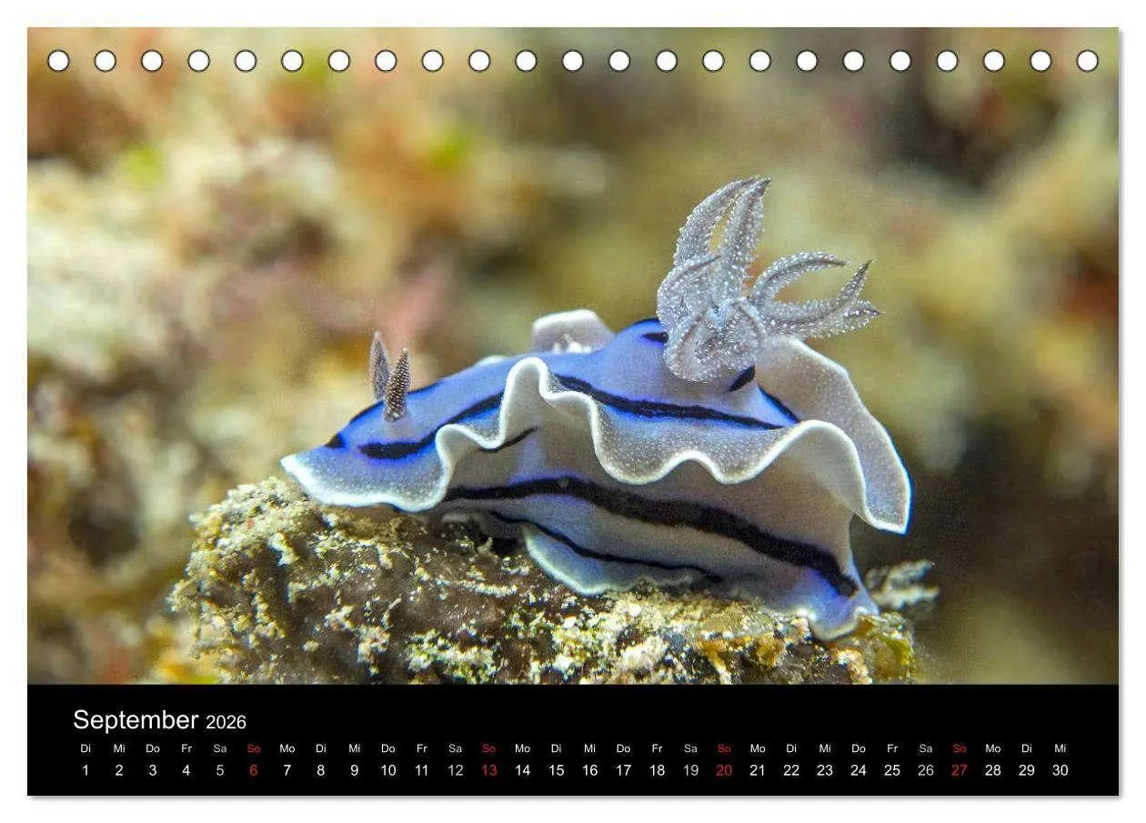 Bild: 9783516015867 | Unterwasserwelt Nacktschnecken (Tischkalender 2026 DIN A5 quer),...