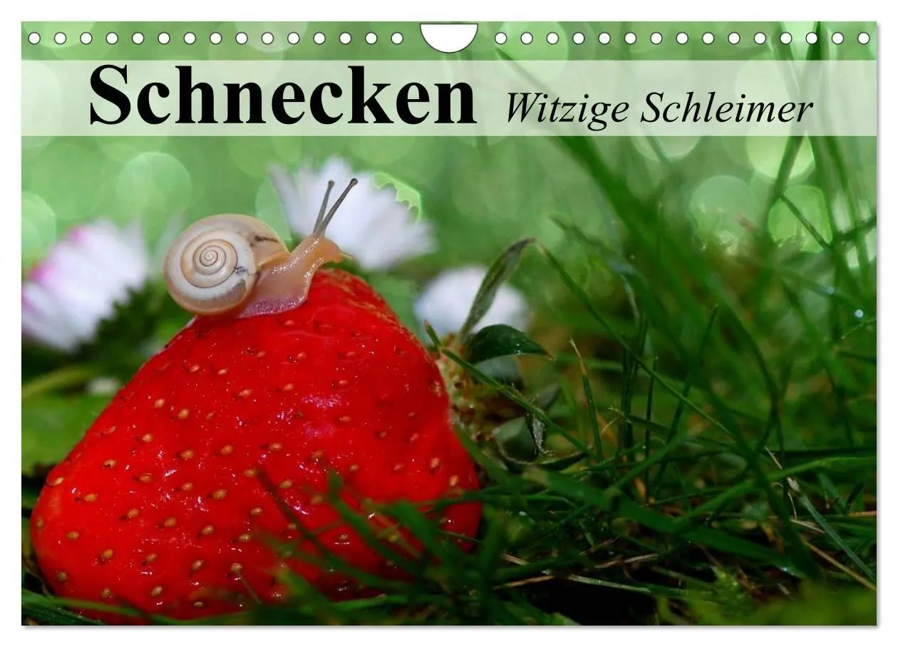 Cover: 9783516056167 | Schnecken. Witzige Schleimer (Wandkalender 2026 DIN A4 quer),...