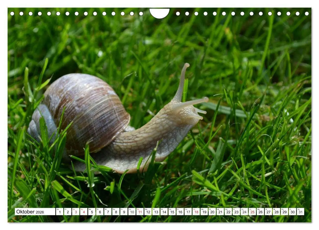 Bild: 9783516056167 | Schnecken. Witzige Schleimer (Wandkalender 2026 DIN A4 quer),...
