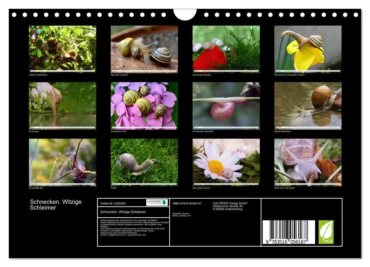 Bild: 9783516056167 | Schnecken. Witzige Schleimer (Wandkalender 2026 DIN A4 quer),...
