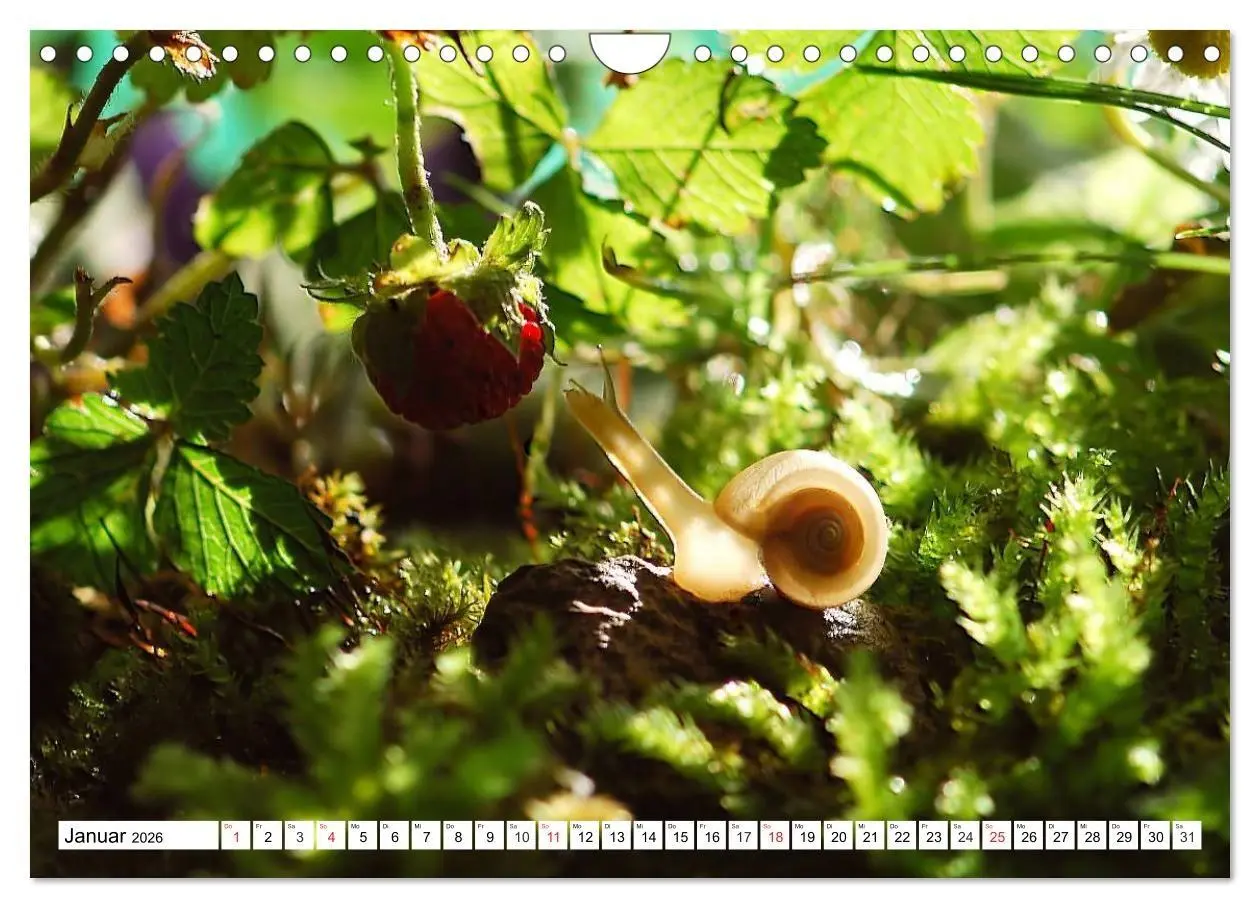 Bild: 9783516056167 | Schnecken. Witzige Schleimer (Wandkalender 2026 DIN A4 quer),...