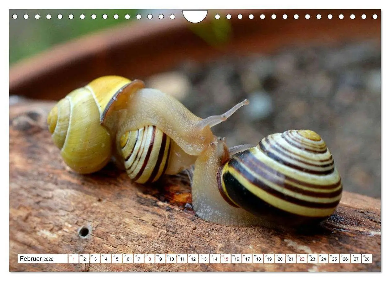 Bild: 9783516056167 | Schnecken. Witzige Schleimer (Wandkalender 2026 DIN A4 quer),...