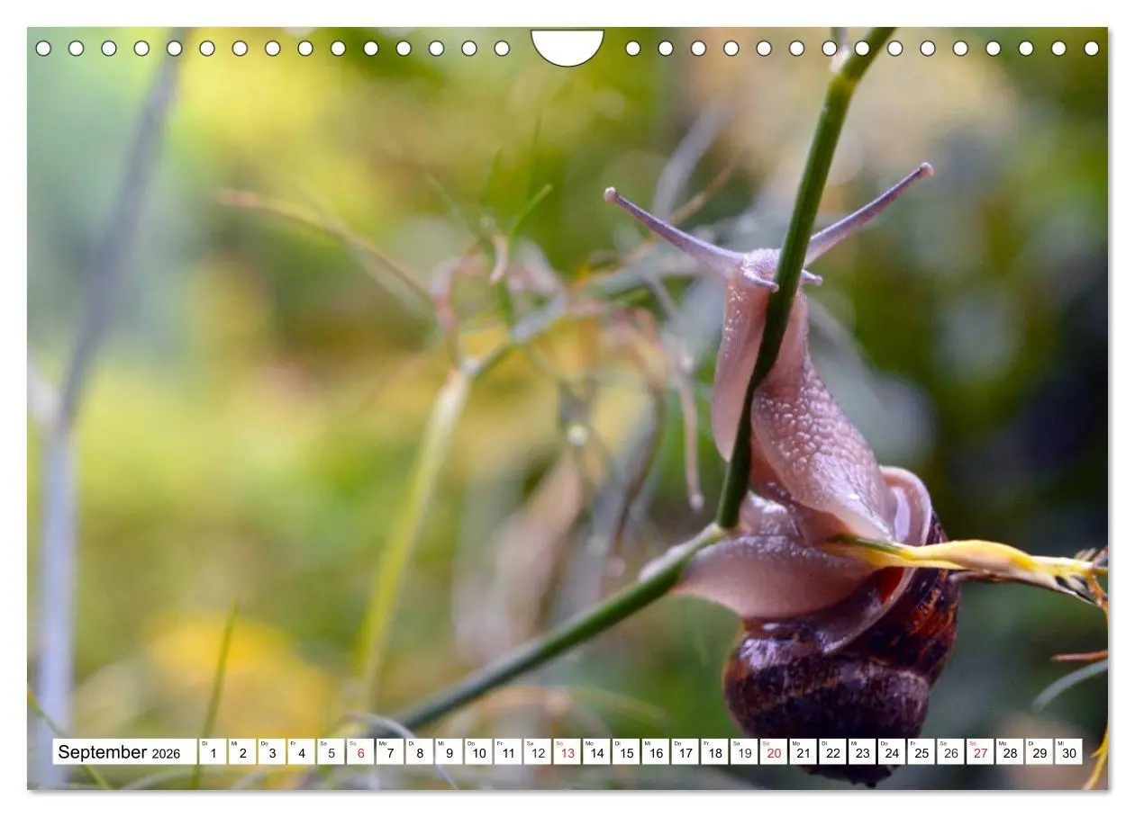 Bild: 9783516056167 | Schnecken. Witzige Schleimer (Wandkalender 2026 DIN A4 quer),...