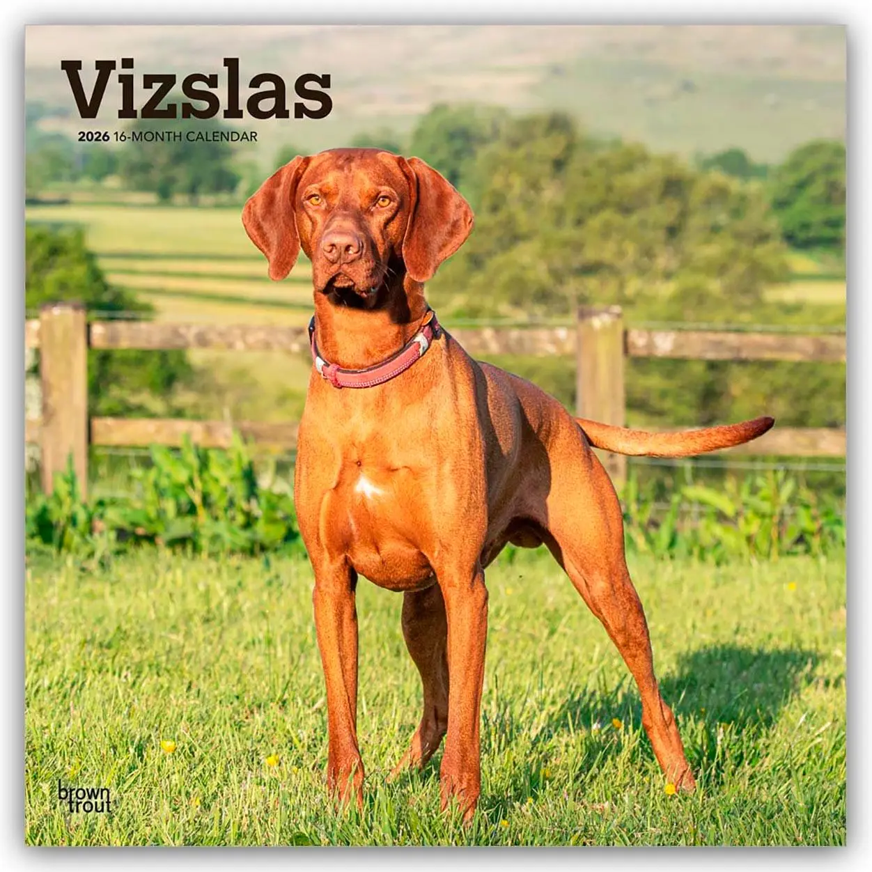 Cover: 9798330706167 | Vizslas - Kurzhaariger Ungarischer Vorstehhund 2026 -...