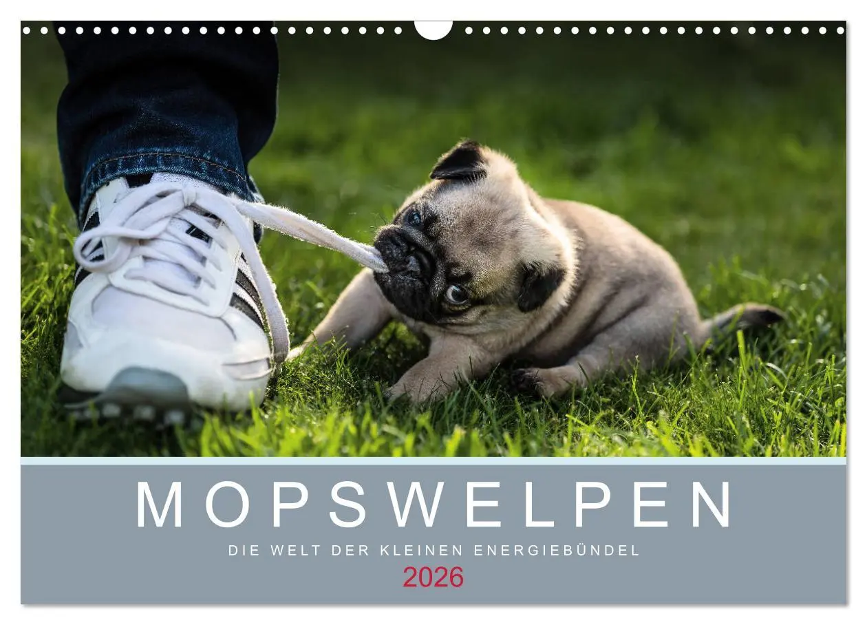 Cover: 9783457886267 | Mopswelpen (Wandkalender 2026 DIN A3 quer), CALVENDO Monatskalender