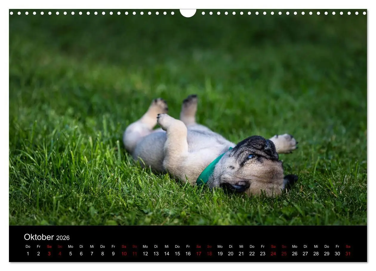 Bild: 9783457886267 | Mopswelpen (Wandkalender 2026 DIN A3 quer), CALVENDO Monatskalender