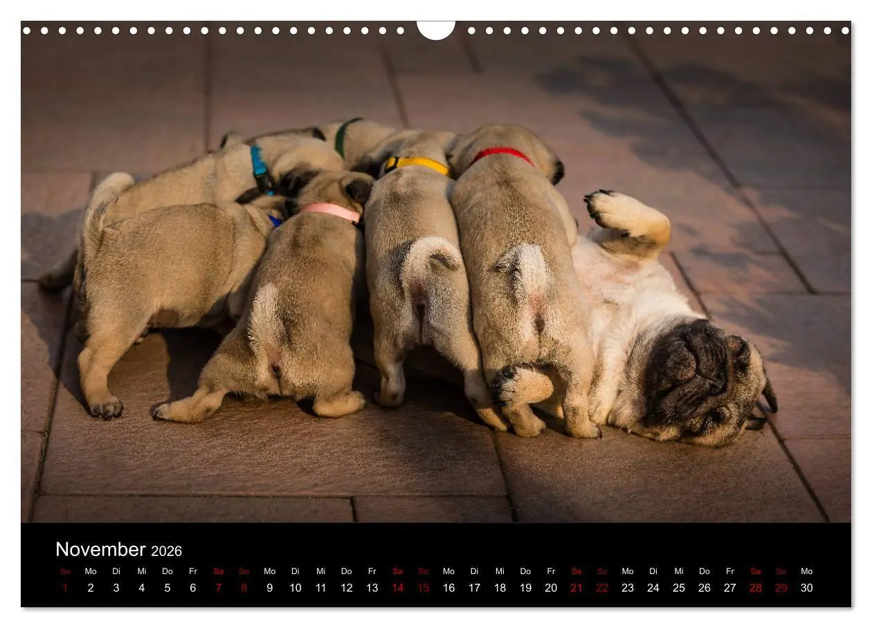 Bild: 9783457886267 | Mopswelpen (Wandkalender 2026 DIN A3 quer), CALVENDO Monatskalender