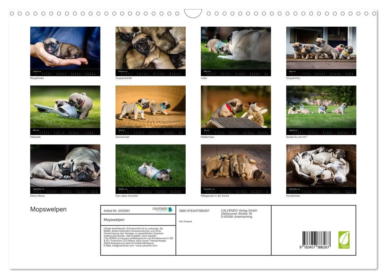 Bild: 9783457886267 | Mopswelpen (Wandkalender 2026 DIN A3 quer), CALVENDO Monatskalender