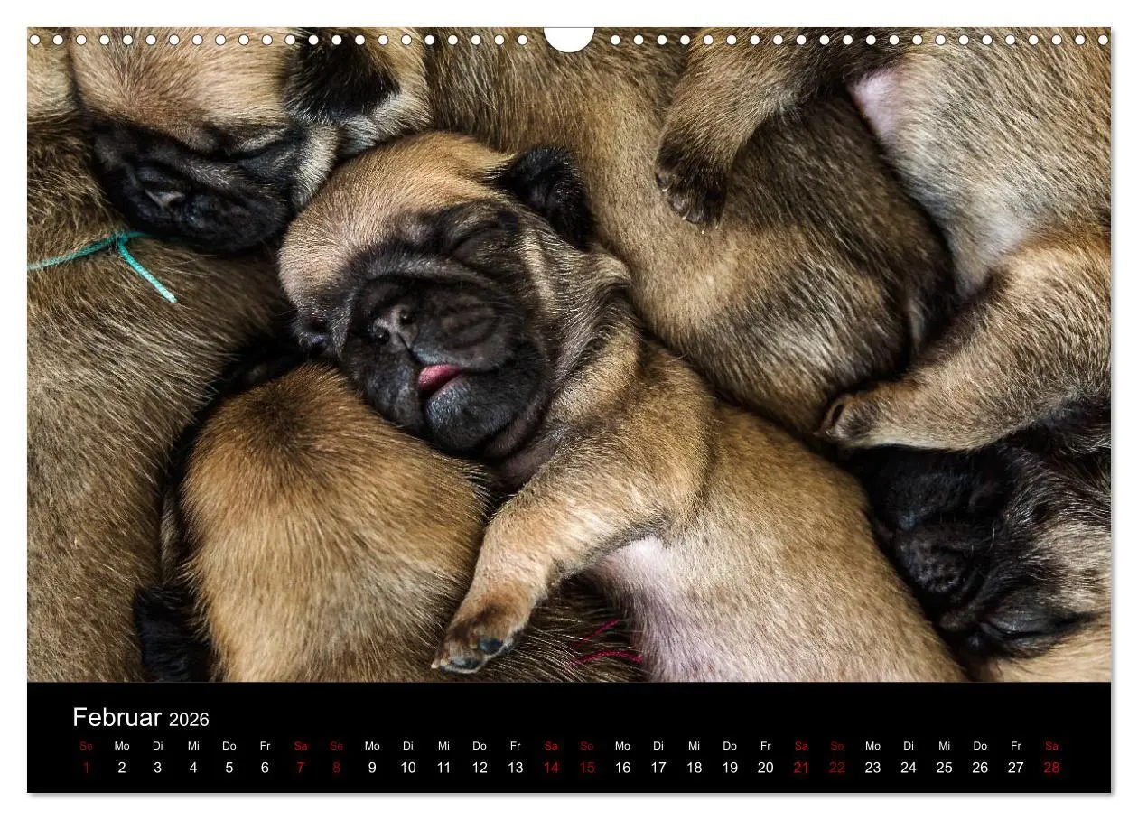 Bild: 9783457886267 | Mopswelpen (Wandkalender 2026 DIN A3 quer), CALVENDO Monatskalender