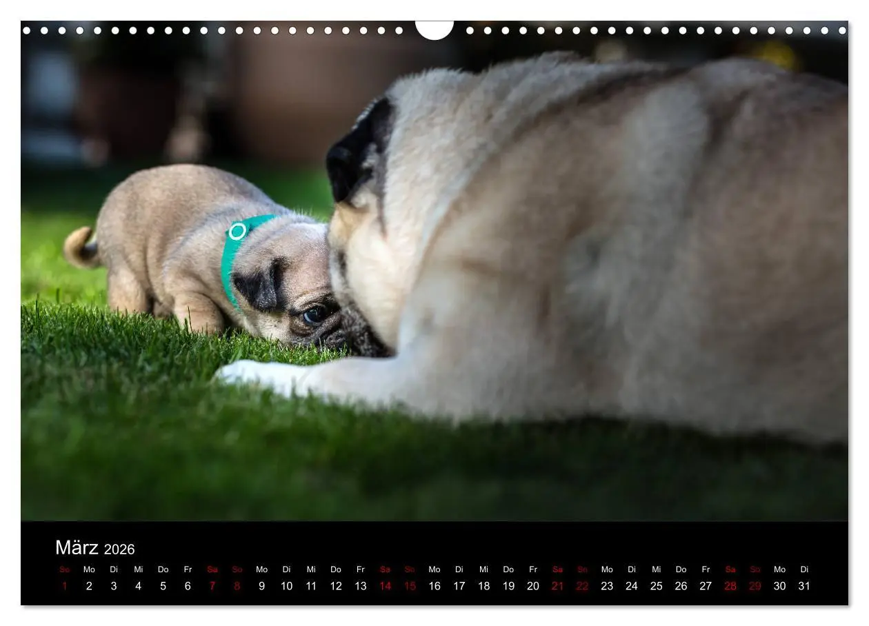 Bild: 9783457886267 | Mopswelpen (Wandkalender 2026 DIN A3 quer), CALVENDO Monatskalender