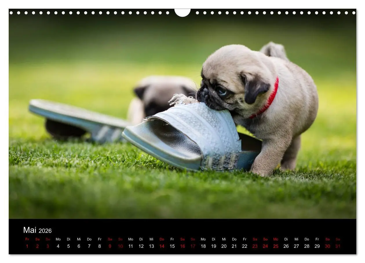 Bild: 9783457886267 | Mopswelpen (Wandkalender 2026 DIN A3 quer), CALVENDO Monatskalender