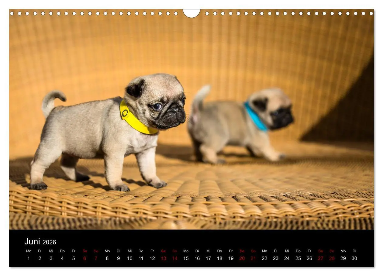 Bild: 9783457886267 | Mopswelpen (Wandkalender 2026 DIN A3 quer), CALVENDO Monatskalender