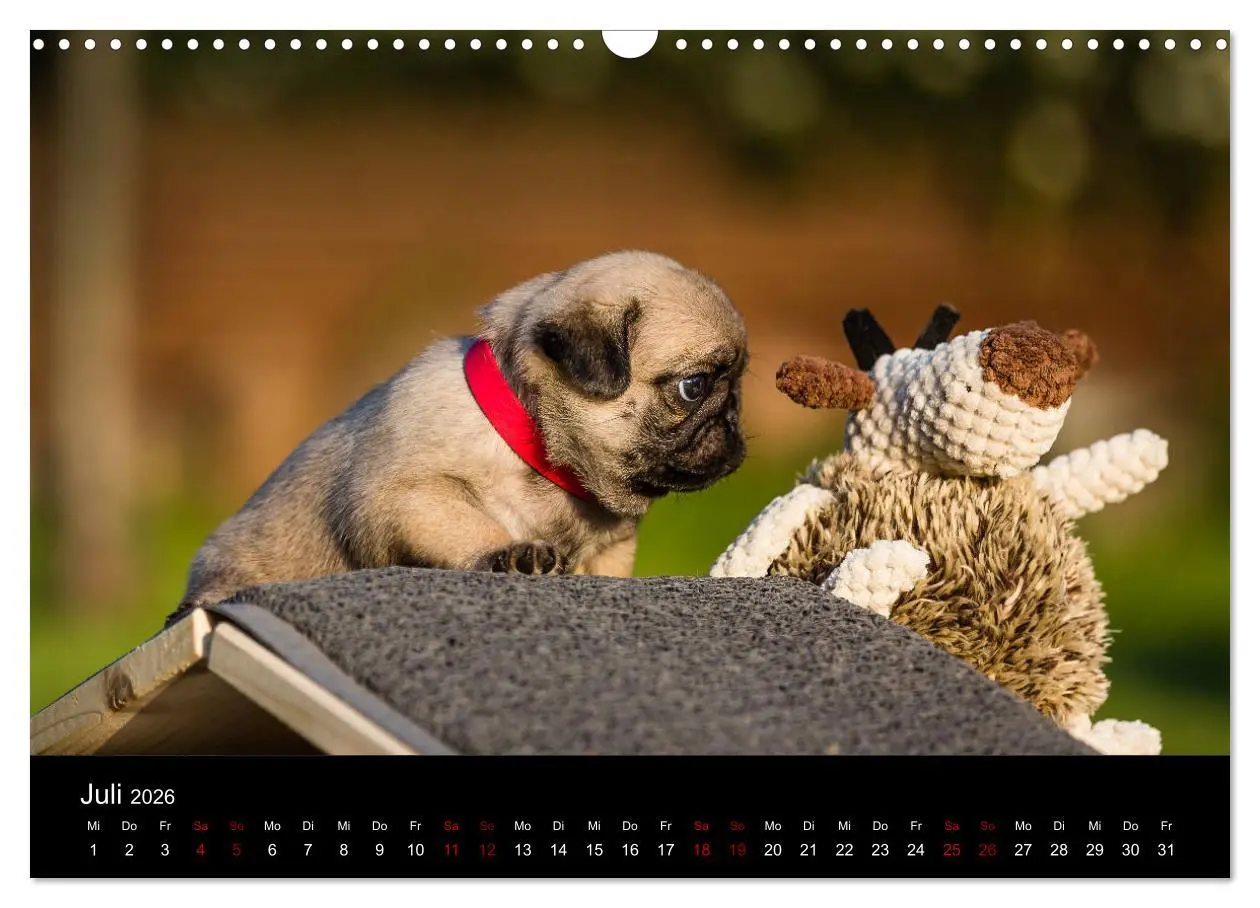 Bild: 9783457886267 | Mopswelpen (Wandkalender 2026 DIN A3 quer), CALVENDO Monatskalender