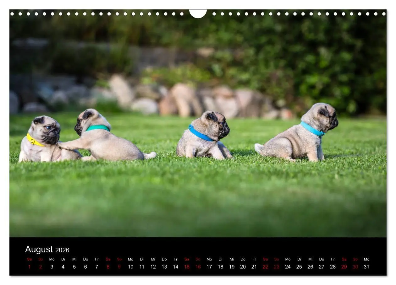 Bild: 9783457886267 | Mopswelpen (Wandkalender 2026 DIN A3 quer), CALVENDO Monatskalender