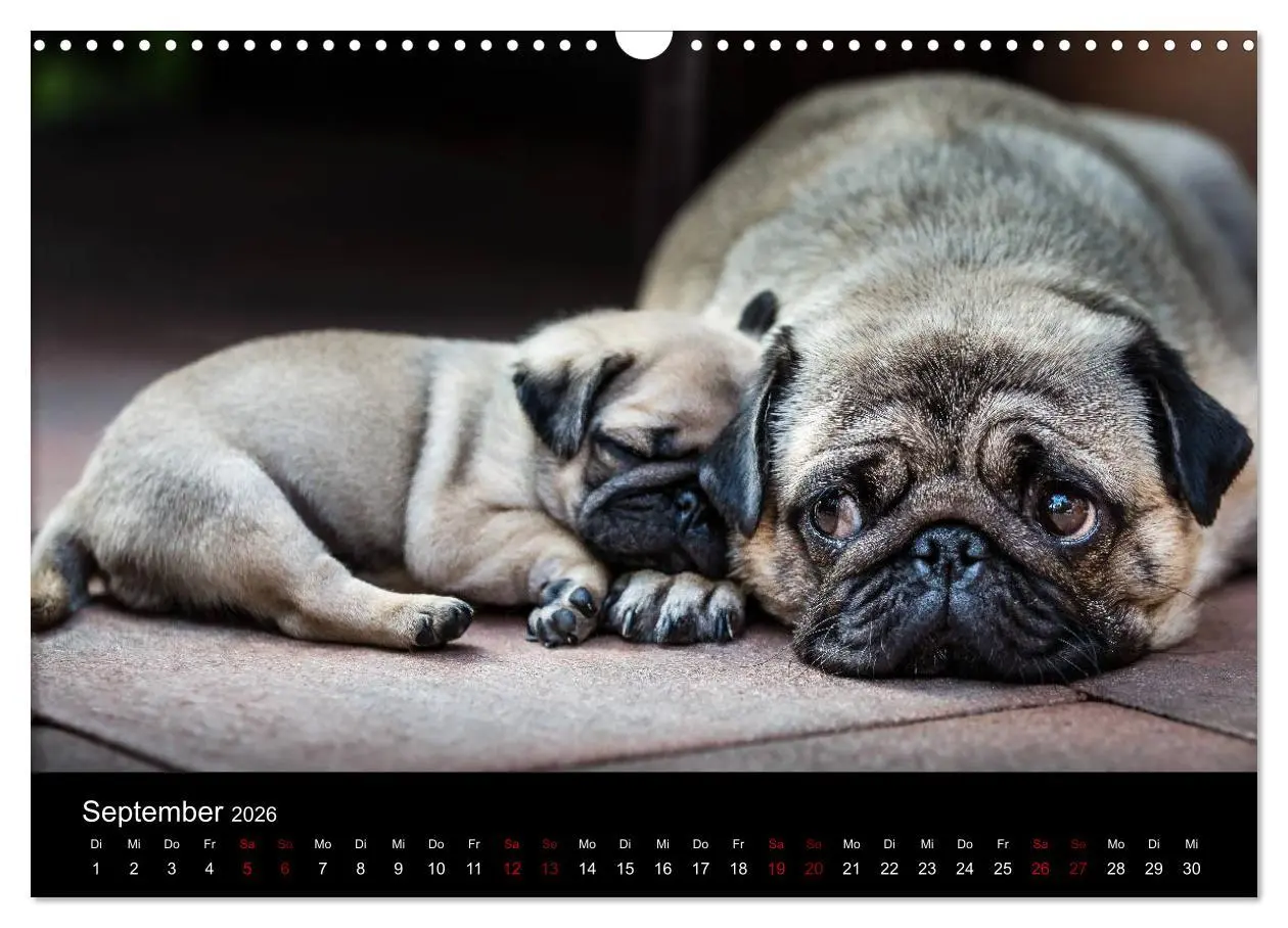 Bild: 9783457886267 | Mopswelpen (Wandkalender 2026 DIN A3 quer), CALVENDO Monatskalender
