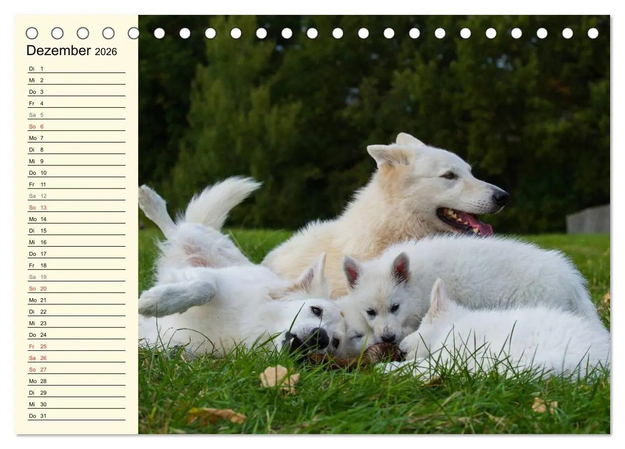 Bild: 9783516006667 | Weißer Schweizer Schäferhund - Ein Tag im Leben einer Hundefamilie...