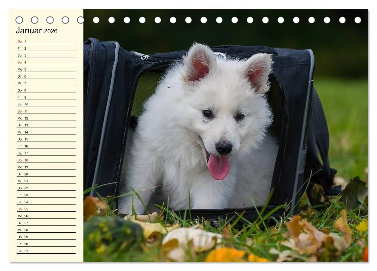 Bild: 9783516006667 | Weißer Schweizer Schäferhund - Ein Tag im Leben einer Hundefamilie...