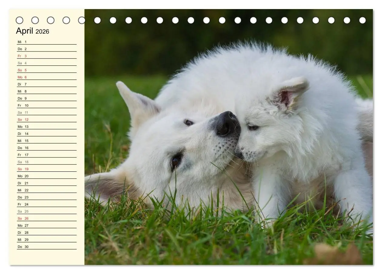 Bild: 9783516006667 | Weißer Schweizer Schäferhund - Ein Tag im Leben einer Hundefamilie...