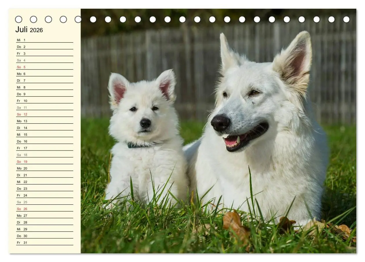 Bild: 9783516006667 | Weißer Schweizer Schäferhund - Ein Tag im Leben einer Hundefamilie...