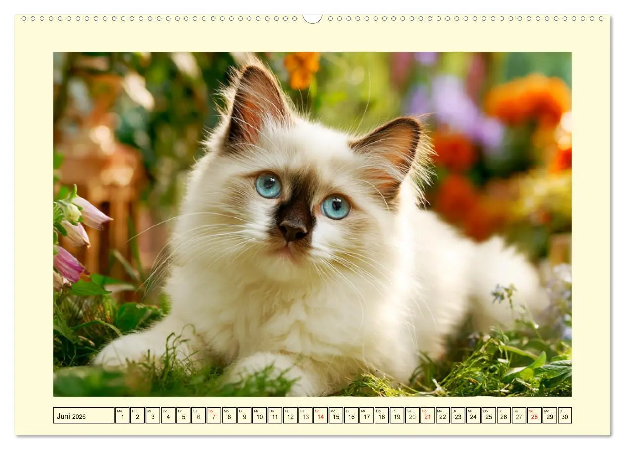 Bild: 9783516096767 | Liebliche Ragdolls. Katzen-Schönheiten in ihrer grünen Oase...