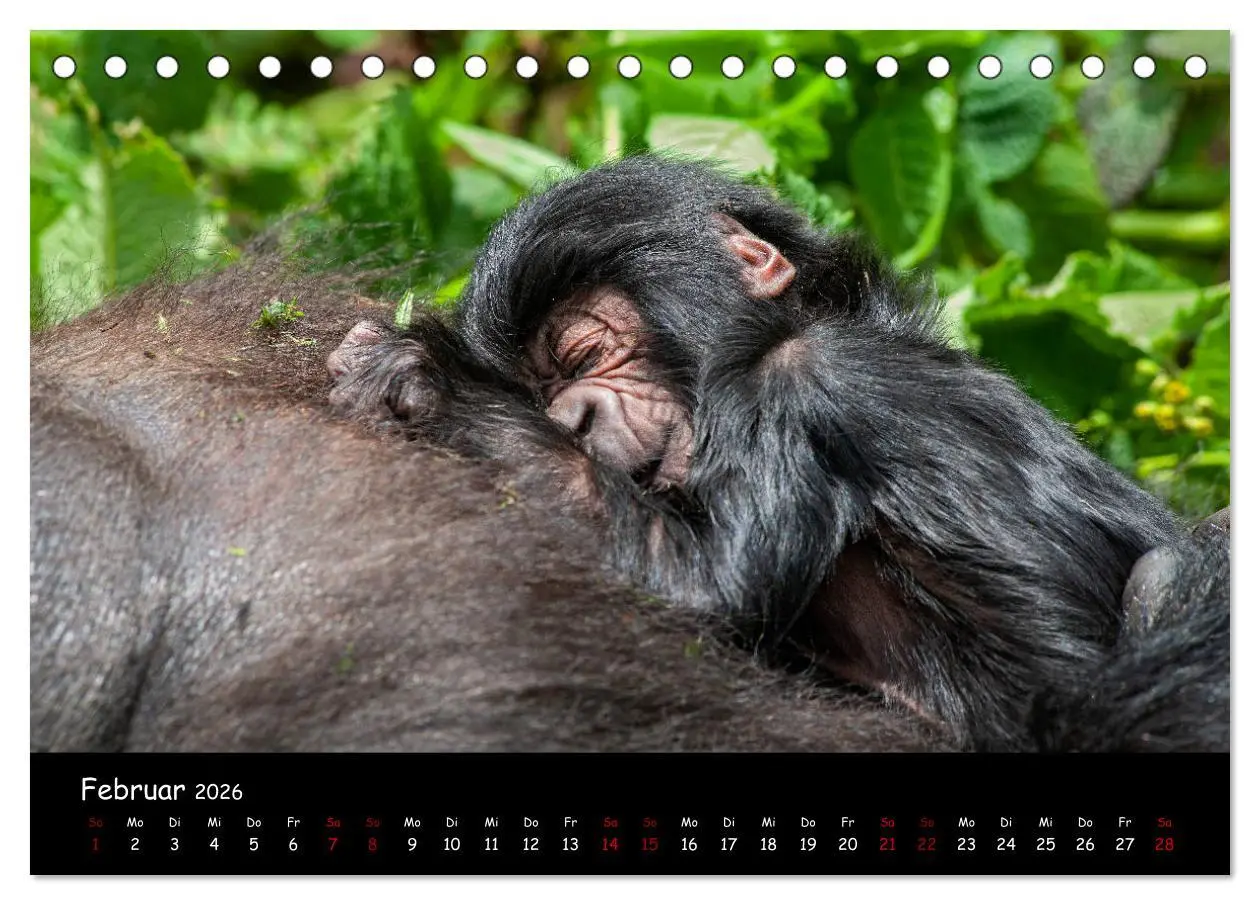 Bild: 9783457686867 | Berggorillas: die bedrohten Riesen (Tischkalender 2026 DIN A5...