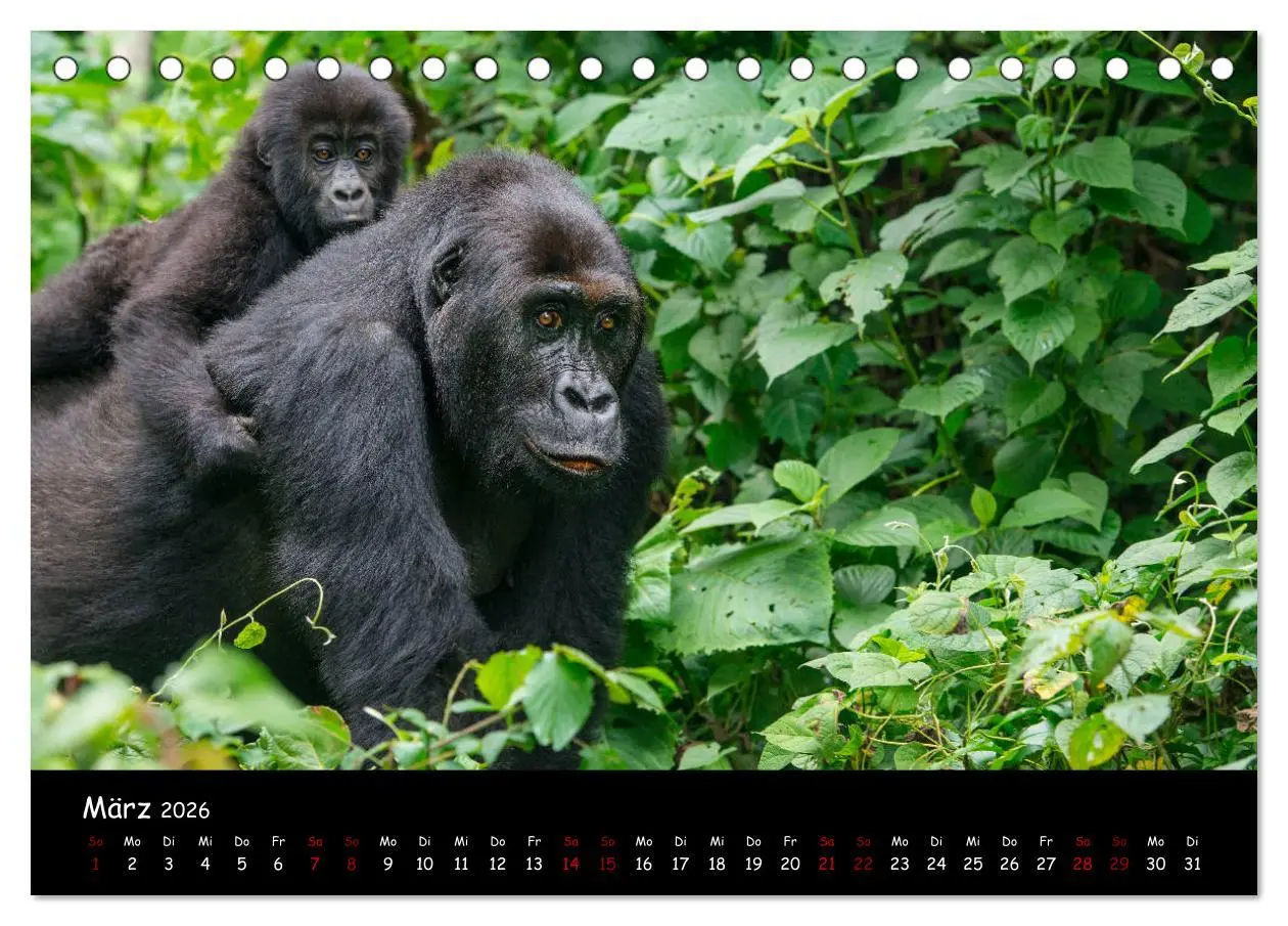 Bild: 9783457686867 | Berggorillas: die bedrohten Riesen (Tischkalender 2026 DIN A5...
