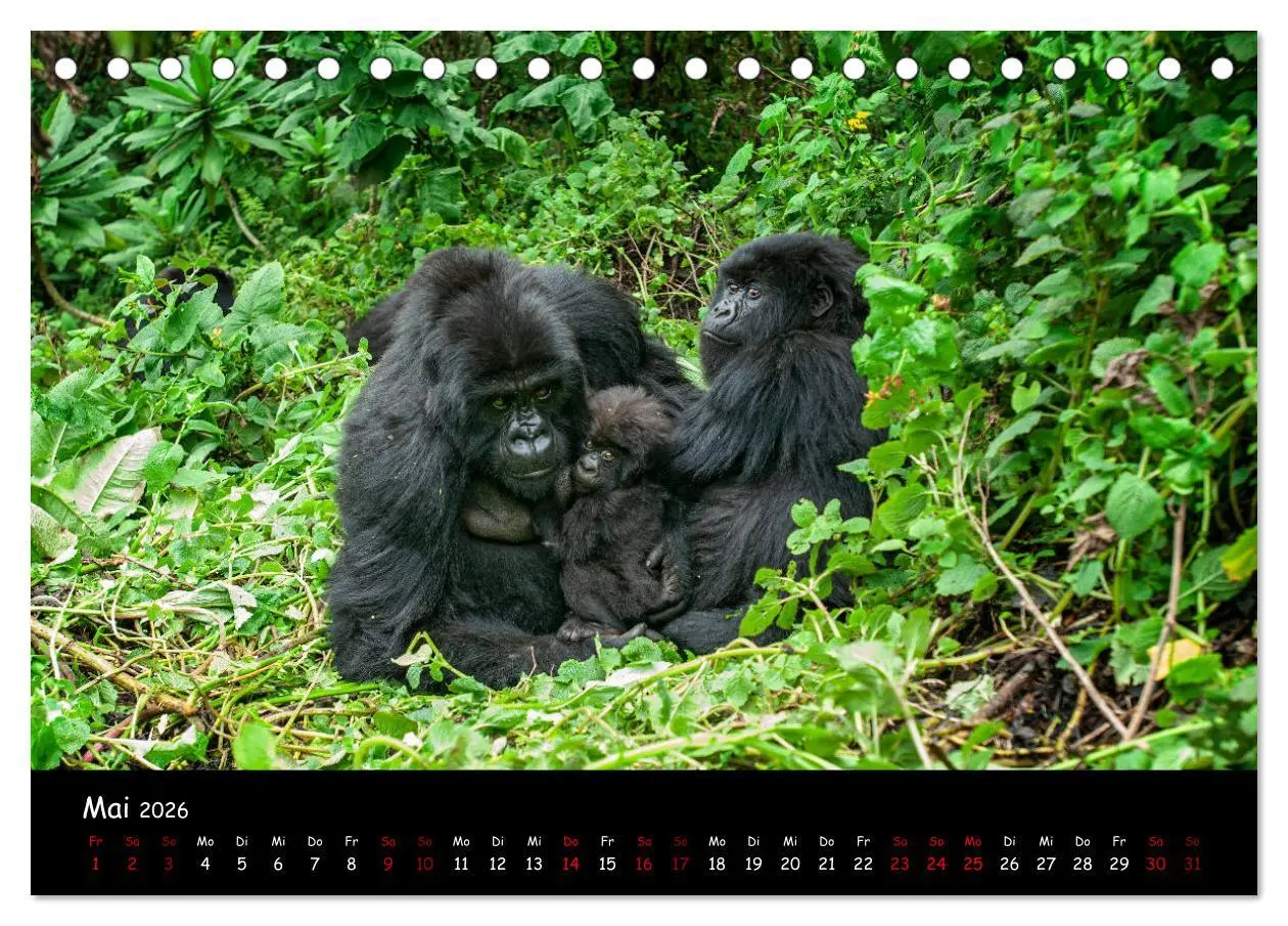 Bild: 9783457686867 | Berggorillas: die bedrohten Riesen (Tischkalender 2026 DIN A5...