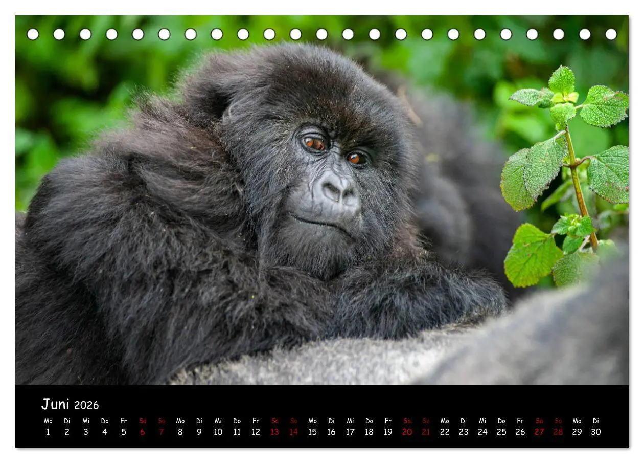 Bild: 9783457686867 | Berggorillas: die bedrohten Riesen (Tischkalender 2026 DIN A5...
