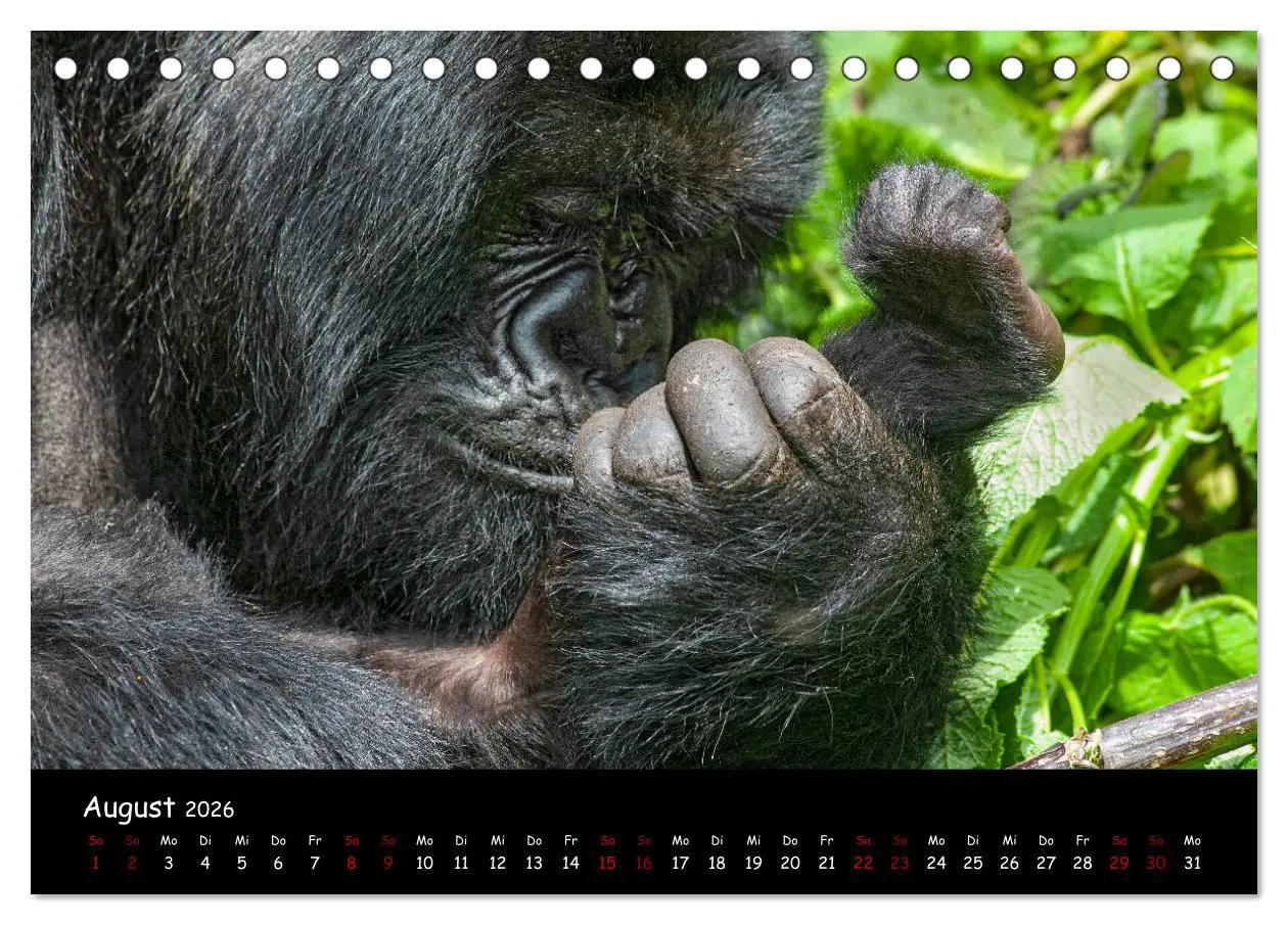Bild: 9783457686867 | Berggorillas: die bedrohten Riesen (Tischkalender 2026 DIN A5...