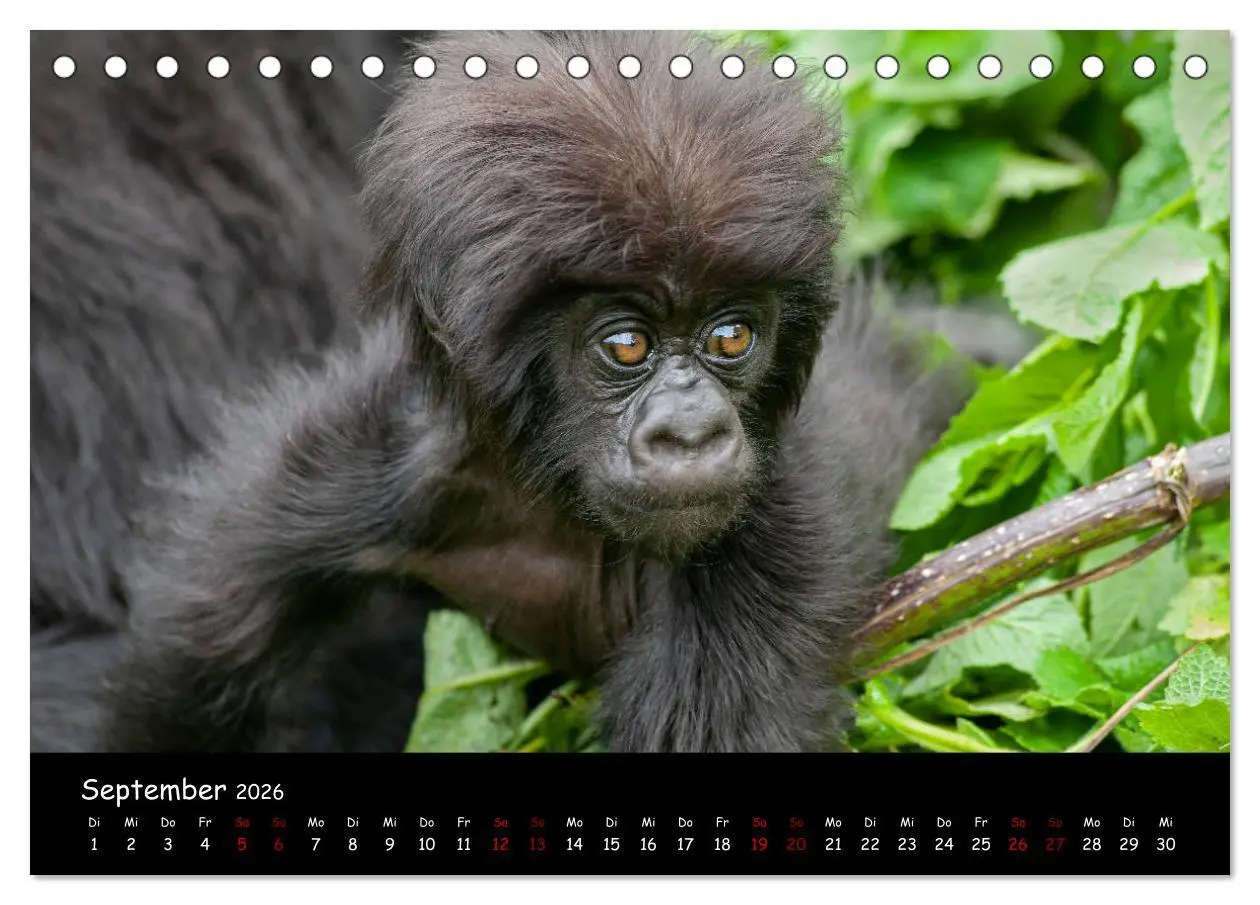 Bild: 9783457686867 | Berggorillas: die bedrohten Riesen (Tischkalender 2026 DIN A5...