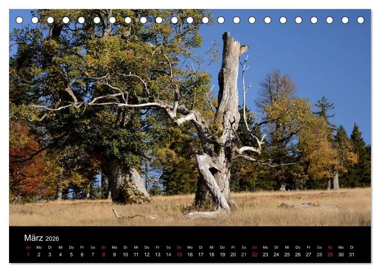 Bild: 9783457986967 | Zauberhafter Bayerischer Wald (Tischkalender 2026 DIN A5 quer),...