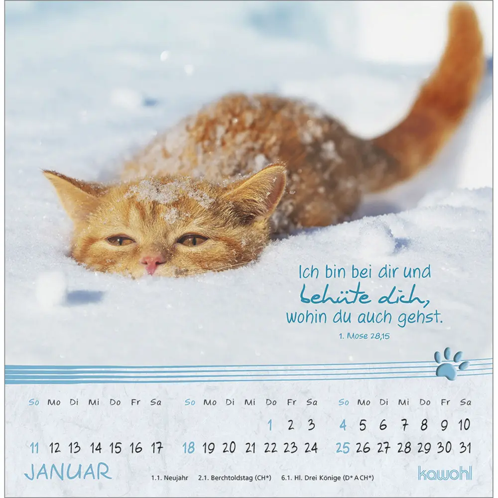 Bild: 9783754816967 | Kleine Katzen-Tatzen 2026 | Postkarten-Kalender | Kalender | 13 S.