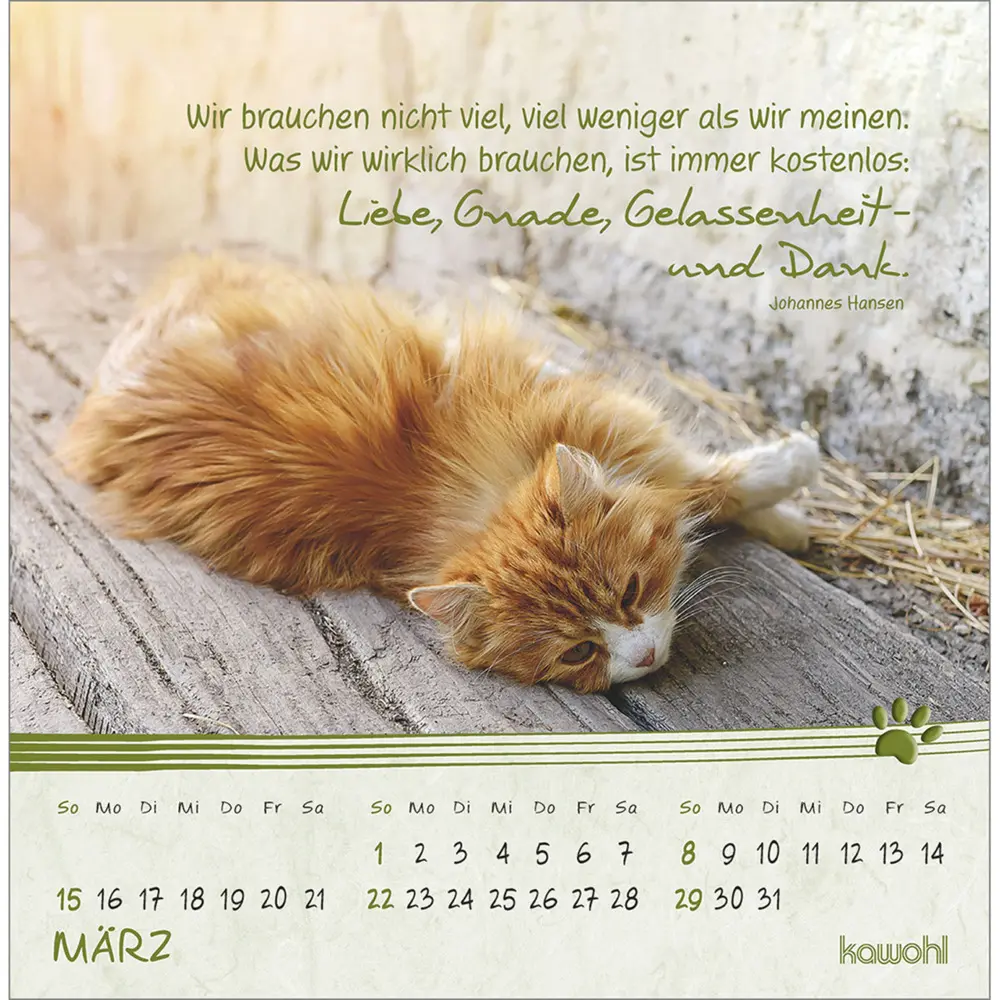 Bild: 9783754816967 | Kleine Katzen-Tatzen 2026 | Postkarten-Kalender | Kalender | 13 S.