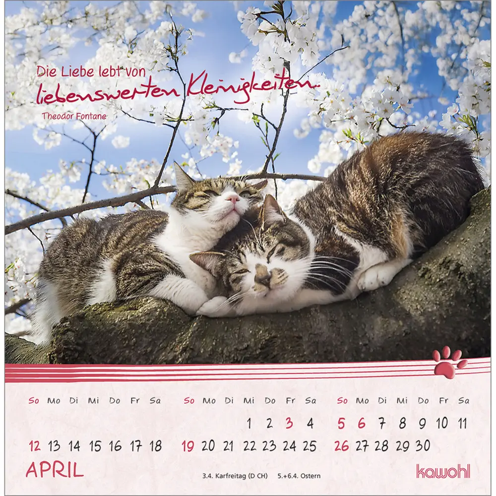 Bild: 9783754816967 | Kleine Katzen-Tatzen 2026 | Postkarten-Kalender | Kalender | 13 S.