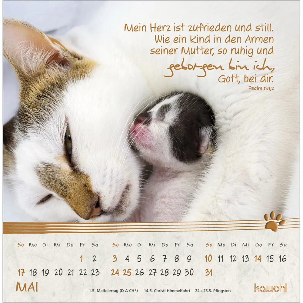 Bild: 9783754816967 | Kleine Katzen-Tatzen 2026 | Postkarten-Kalender | Kalender | 13 S.