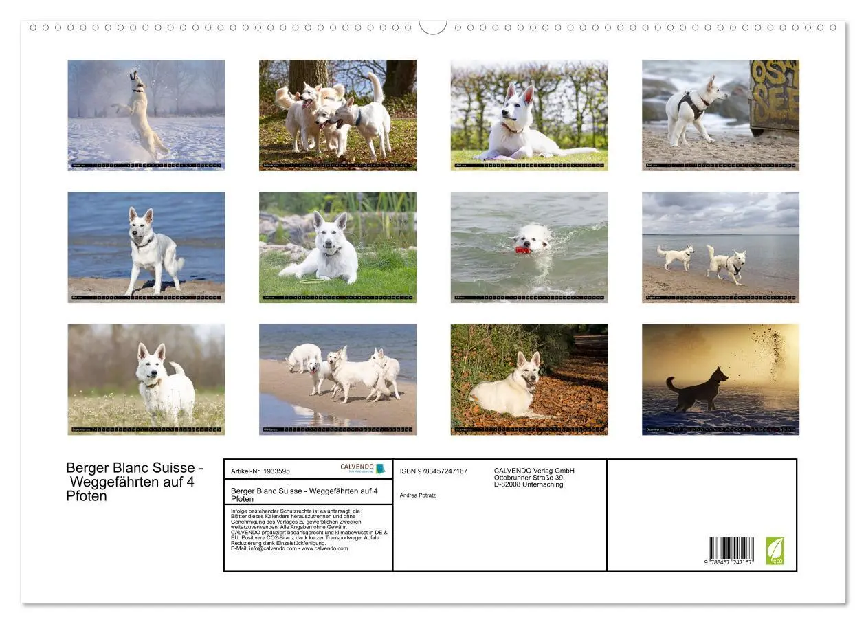 Bild: 9783457247167 | Berger Blanc Suisse - Weggefährten auf 4 Pfoten (Wandkalender 2026...